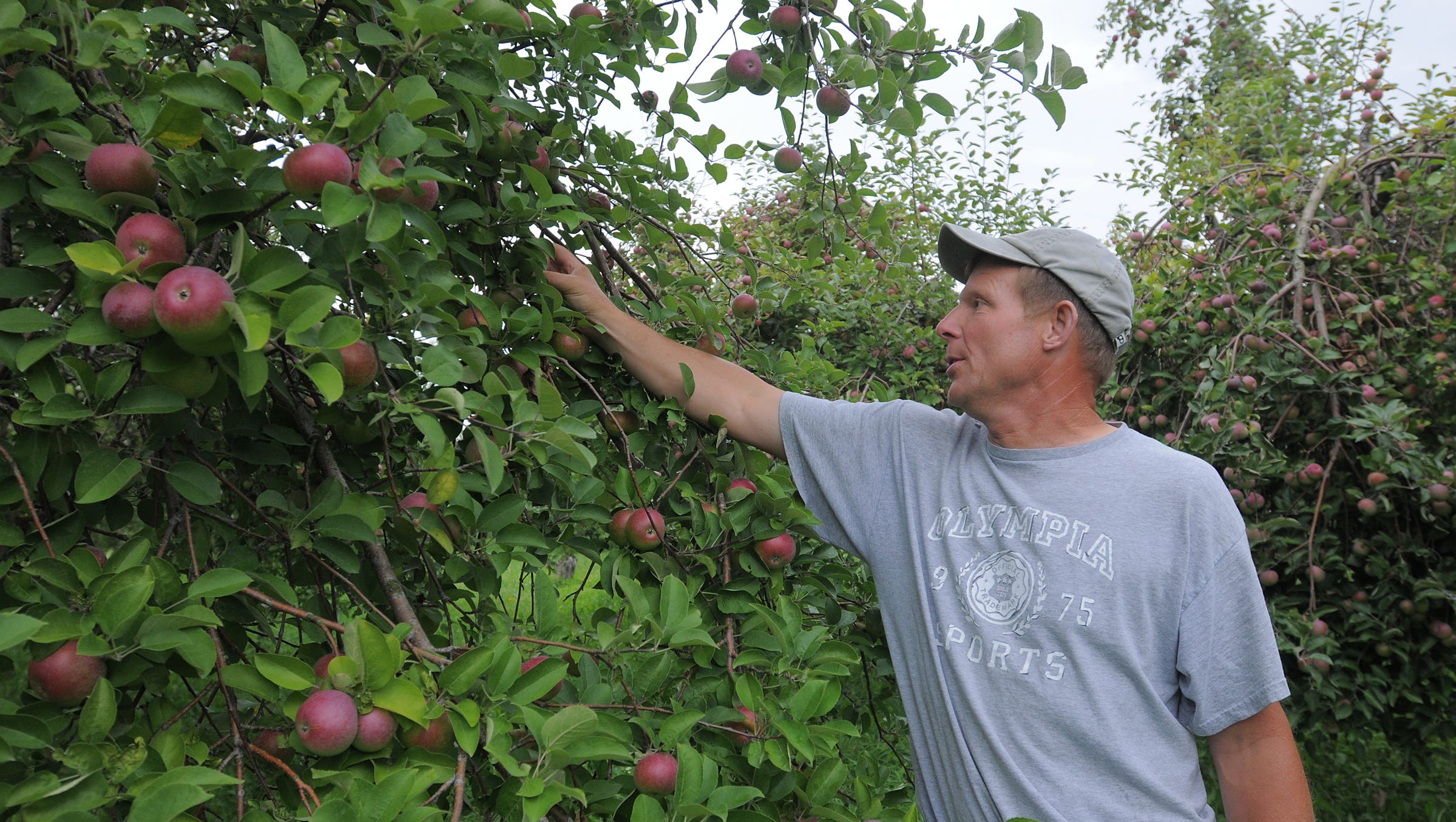 Apples in a Bushel: Counting the Number of Apples in a Bushel Measurement